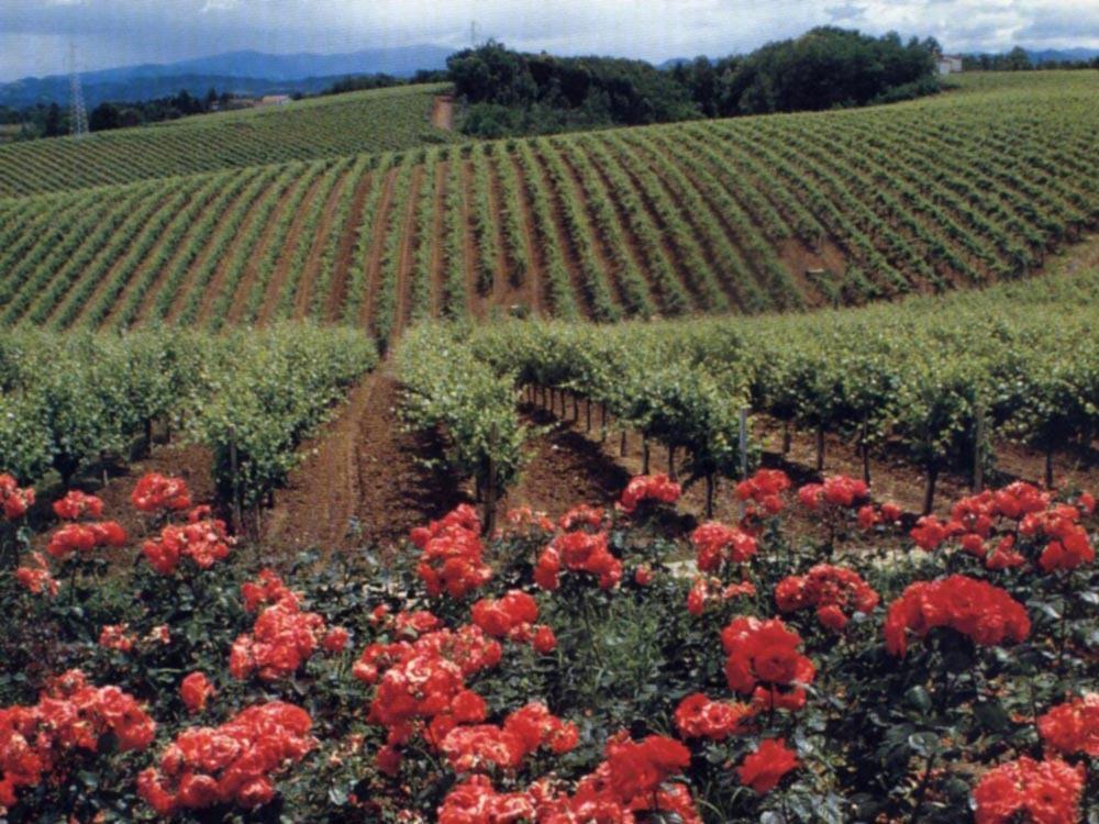 Agriturismo Tenuta La Marchesa Novi Ligure Extérieur photo